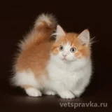 Клуб любителей кошек Просто кошки  на проекте VetSpravka.ru