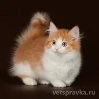 Клуб любителей кошек Просто кошки  на проекте Ekb.vetspravka.ru
