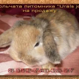 Питомник карликовых вислоухих кроликов Urals joy Фото 2 на проекте VetSpravka.ru