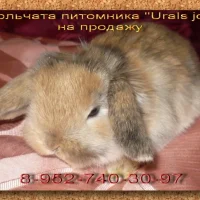 Питомник карликовых вислоухих кроликов Urals joy Фото 2 на проекте Ekb.vetspravka.ru