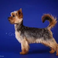 Груминг-салон Top Groom Фото 2 на проекте Ekb.vetspravka.ru Груминг-салон Top Groom Фото 2 на проекте Ekb.vetspravka.ru