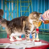 Питомник кошек породы мейн-кун и сибирская Ural pride Фото 2 на проекте VetSpravka.ru