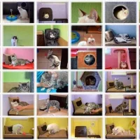 Гостиница для животных ЗаМУРчательные кошки Фото 2 на проекте Ekb.vetspravka.ru