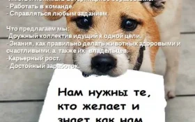 Ветеринарная клиника Сфера-9  на проекте Ekb.vetspravka.ru