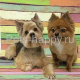 Компания Pets-happy Фото 2 на проекте Ekb.vetspravka.ru